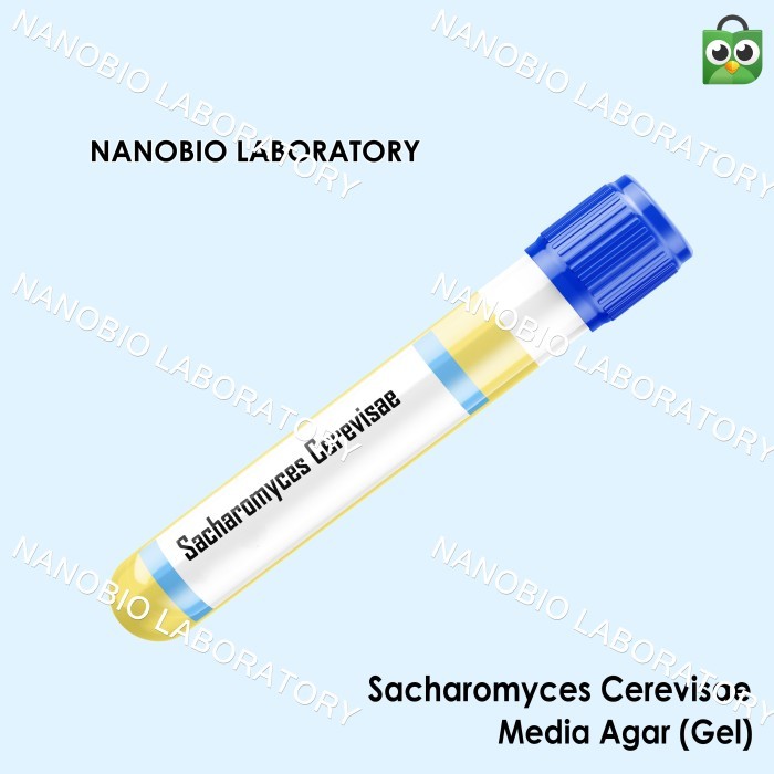 Isolat Culture Mikroba Saccharomyces cerevisiae Gel / Cair