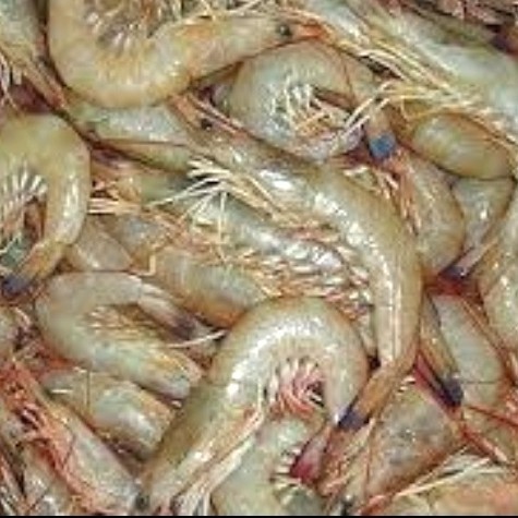 

Udang Jerebung Size Besar