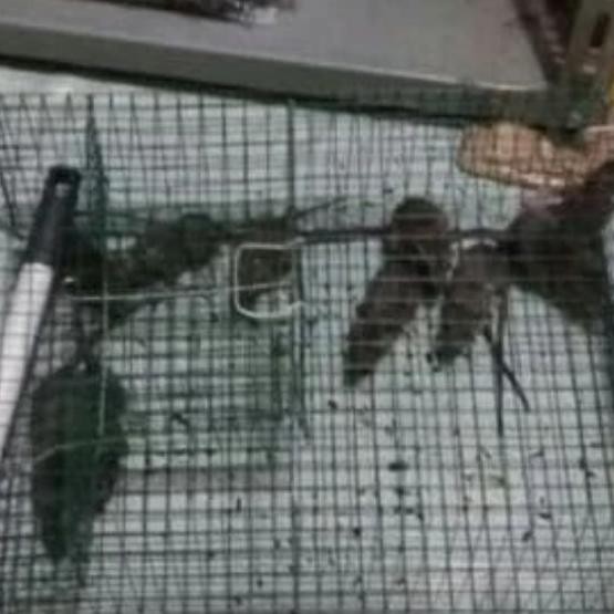 Perangkap Tikus Massal