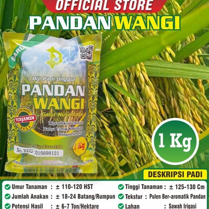 NEW PRODUK BIBIT PADI PANDAN WANGI 