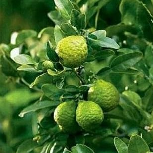 

READY STOCK BIBIT BUAH JERUK PURUT !!!!!