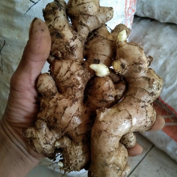 

NEW PRODUK BIBIT JAHE GAJAH SUPER 1 KG !!!!!