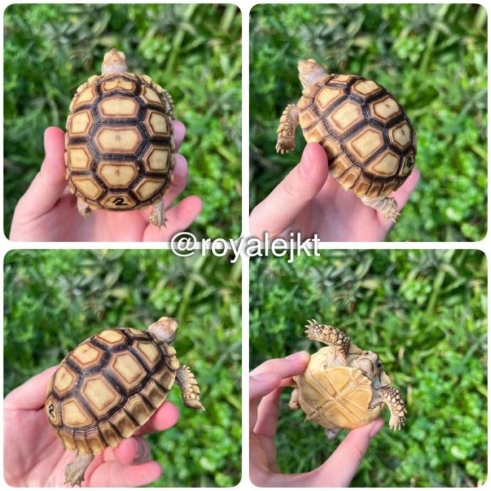 Sulcata thinline dotless kualitas premium no minus
