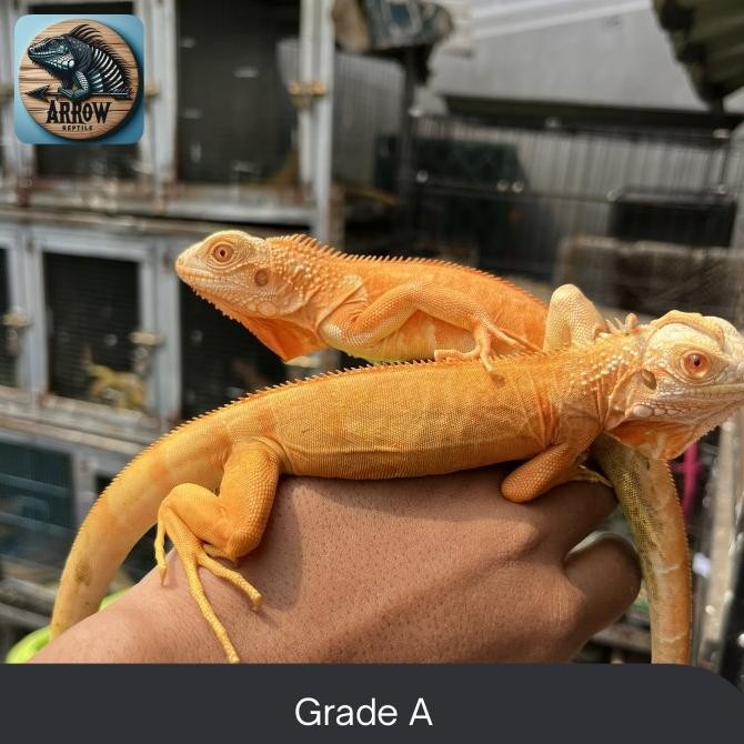 iguana red albino