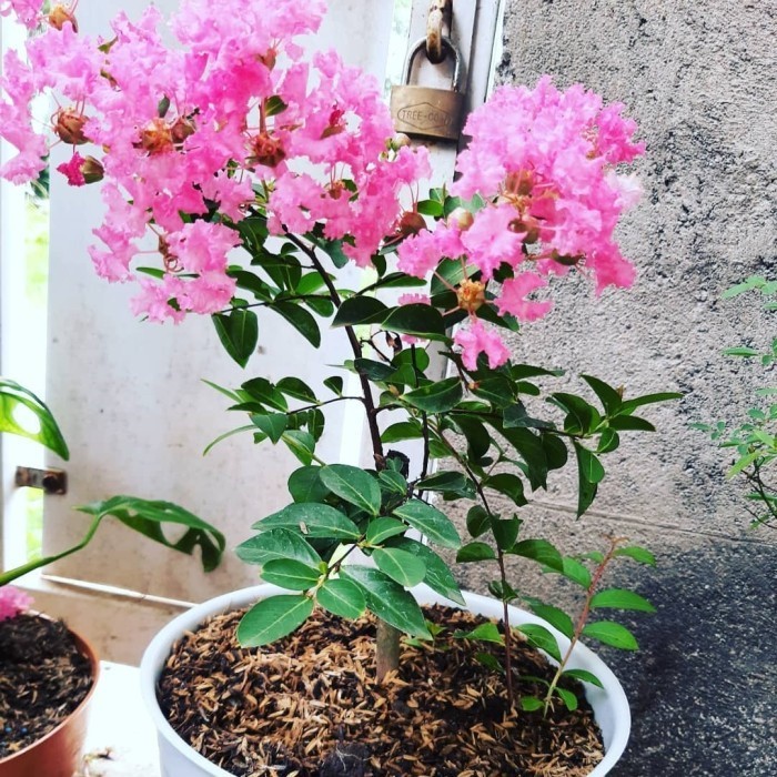 BERGARANSI Bibit Tanaman Sakura Lokal Pink Pohon Sakura Lokal Indonesia