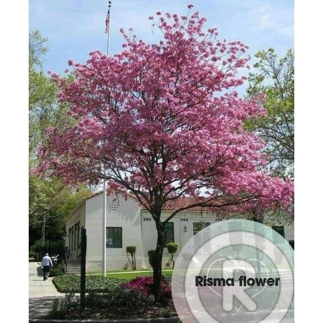 Tanaman hias pohon tabebuya pink 1 meter / tanaman tabebuya ukuran 1 meter