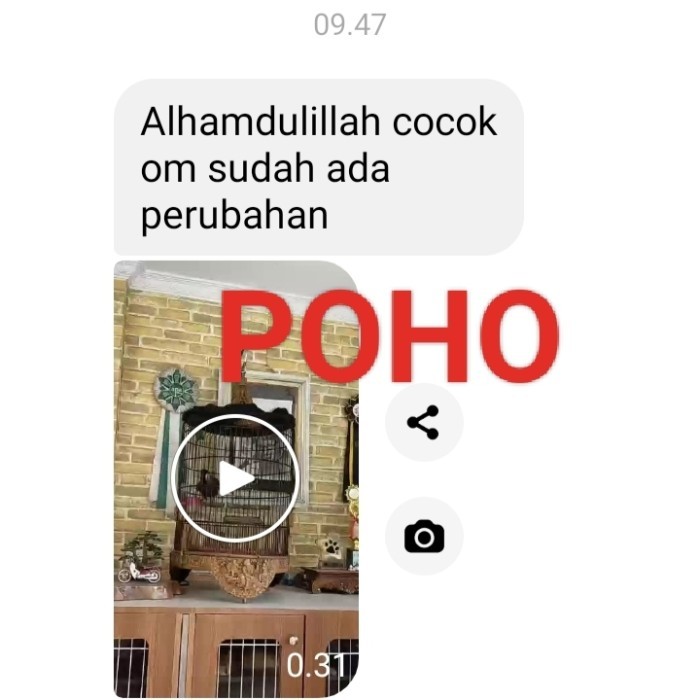 Pakan burung voer wambi murai anis poksay dll