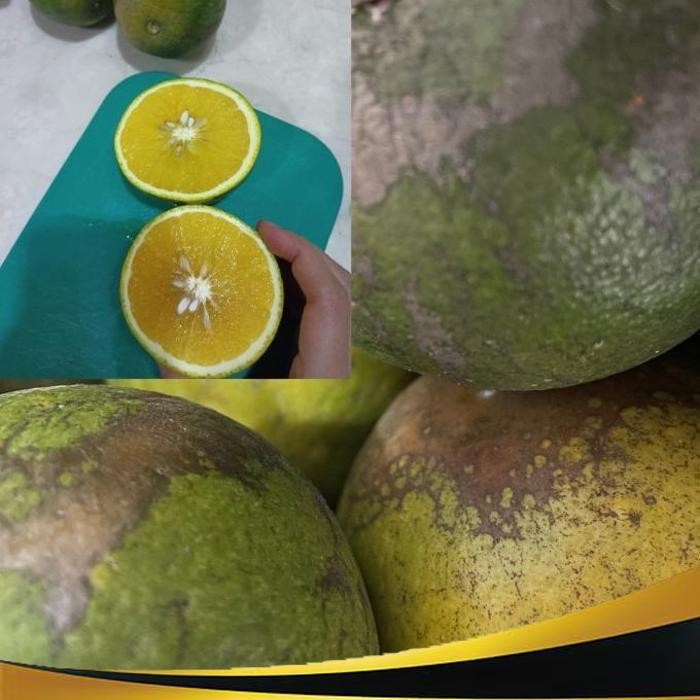 

| MM | BUAH JERUK BABY MANIS MPASI ANAK JERUK PERAS