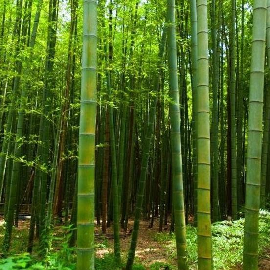 Wallpaper Dinding 3D Custom Murah Berkualitas Gambar Pohon-Pohon Bambu