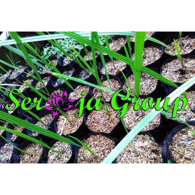 FRES BIBIT / BENIH POHON KURMA AJWA / AJWAH / KURMA NABI