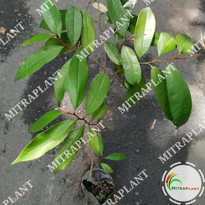 Bibit Pohon So Duren Tanaman Buah So Duren Pohon So Ijo Kenitu MANTEP