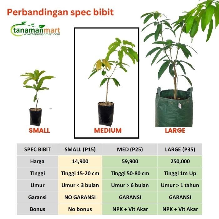 Bibit Mangga Chokanan Asli Bergaransi, Pohon Mangga Cokanan Valid -Gratisongkir