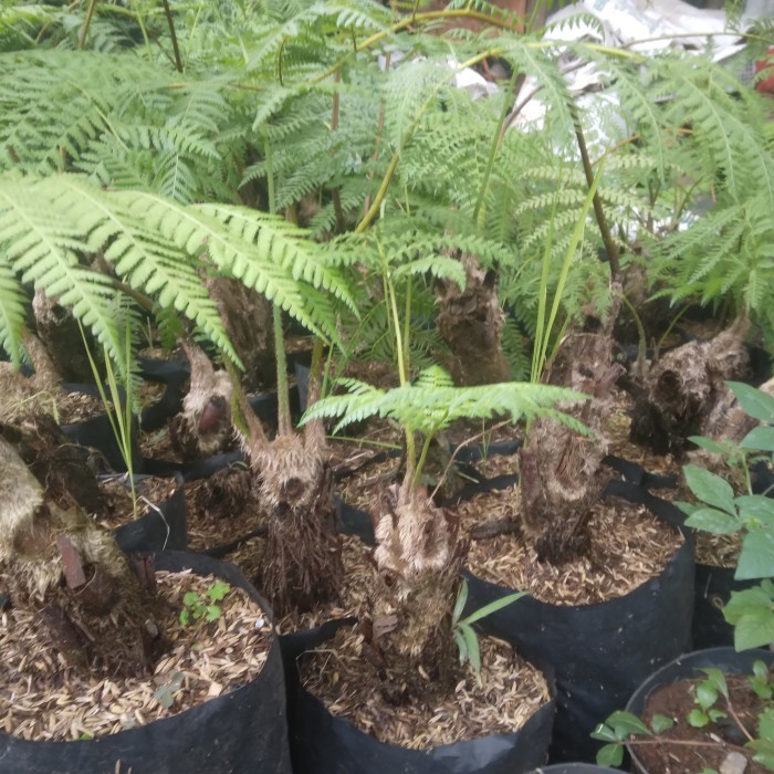 Tanaman Hias Pakis Monyet Pakis Hutan Pakis Batang Pakis Jumbo Bibit -Gratisongkir