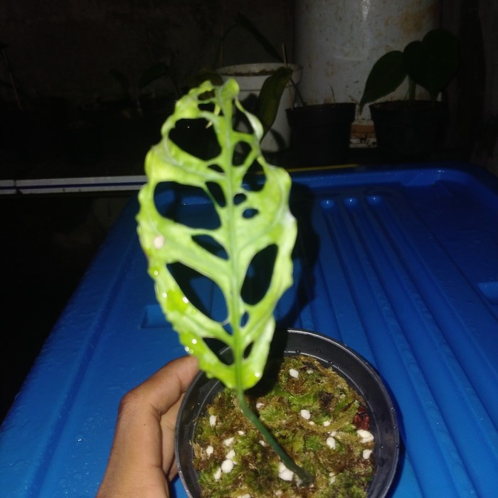 Tanaman Hias Monstera Obliqua Peru Asli/Original -Gratisongkir
