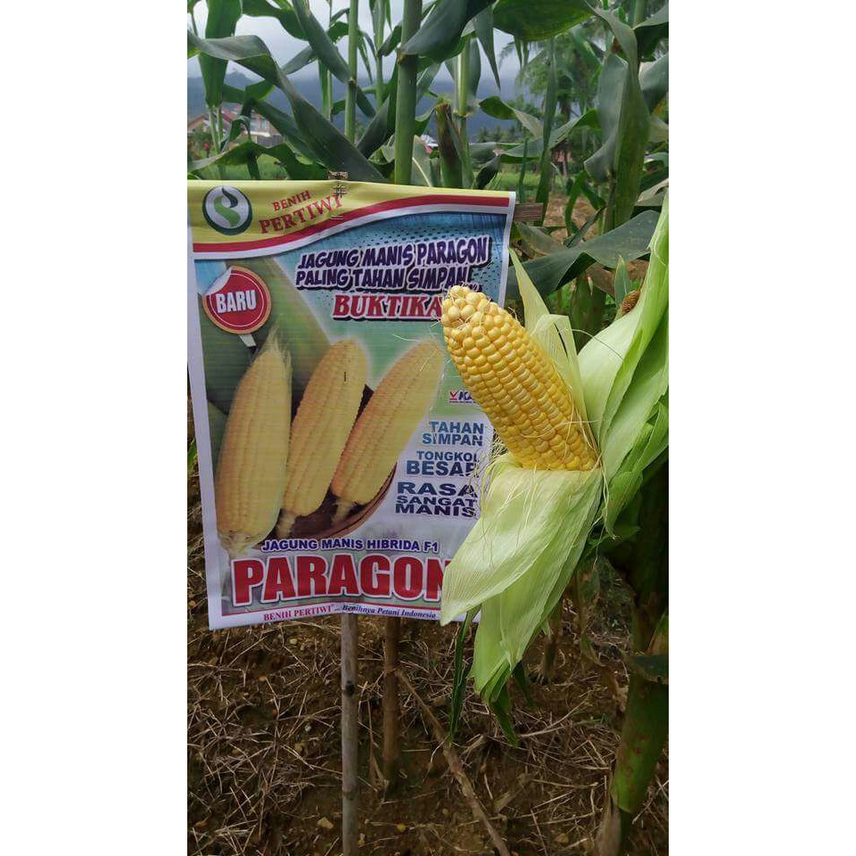 Benih / Bibit Jagung Manis Paragon -Gratisongkir