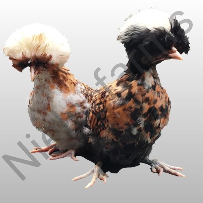 BEBAS ONGKIR - Ayam poland sepasang Jambul 3 warna