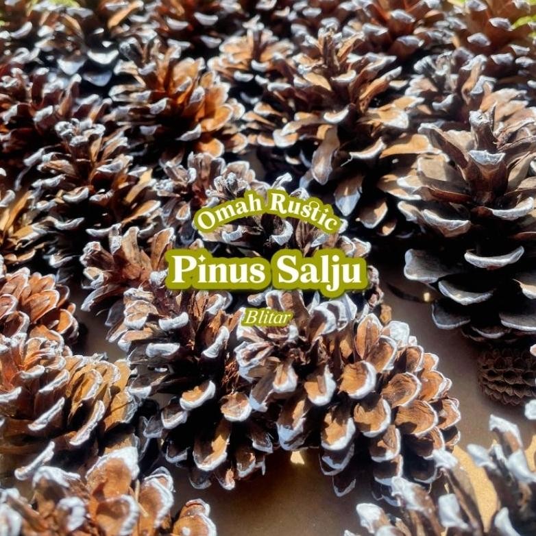 

JHY (GROSIR 250GR & 500GR) PINUS SALJU/ PINUS WARNA/ PINUS NATAL/ PINUS KERING/ PINE CONE/ DRIED FLOWER