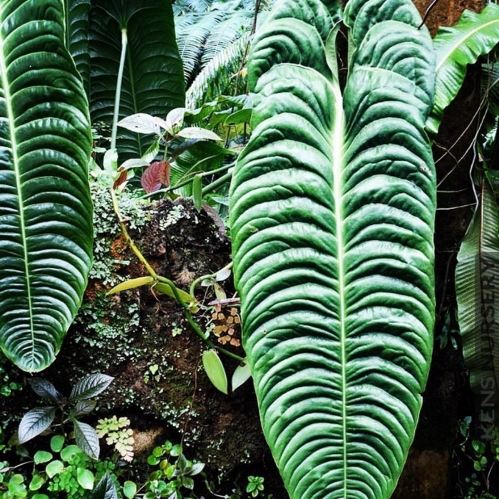 anthurium veitchii original