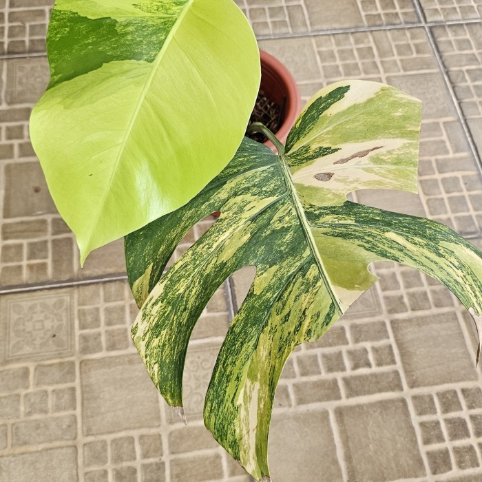 TERMURAH - monstera marmorata ekonomis /aurea variegata