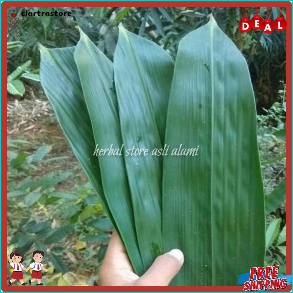 

Daun Bambu Segar Buat Herbal/Bungkus Bacang/Bakcang/Kicang 100 Lbr (Order Sebelum Ketinggalan)