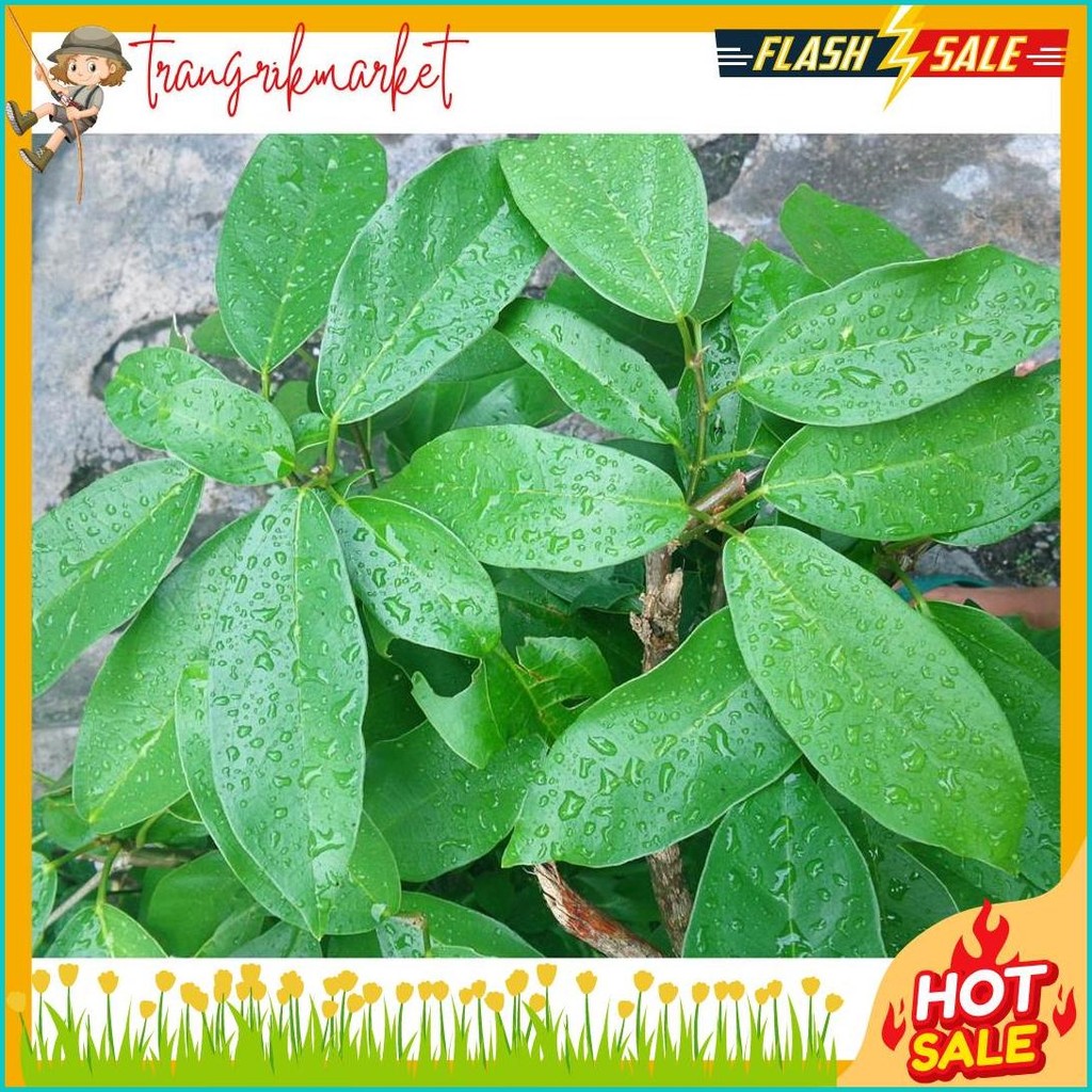 

1Kg Daun Cincau Hijau / Daun Cincau Perdu (Order Sebelum Ketinggalan)