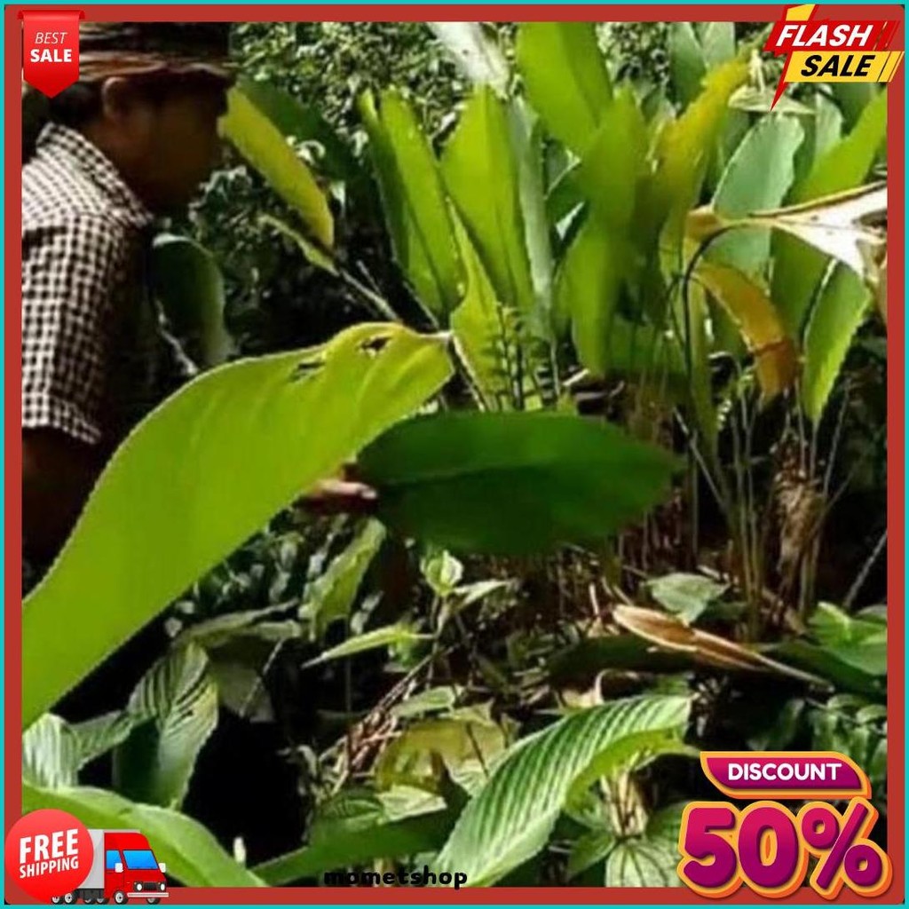 

Daun Lipung Daun Patat Daun Pembungkus Lontong (6.6)