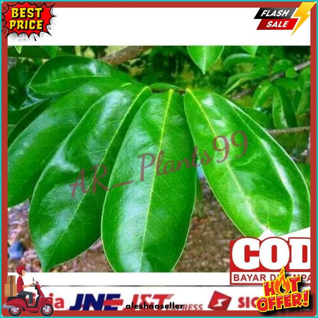 

Daun Sirsak 100 Lembar Anti Kanker Anti Tumor Masih Segar Fresh (6.6)