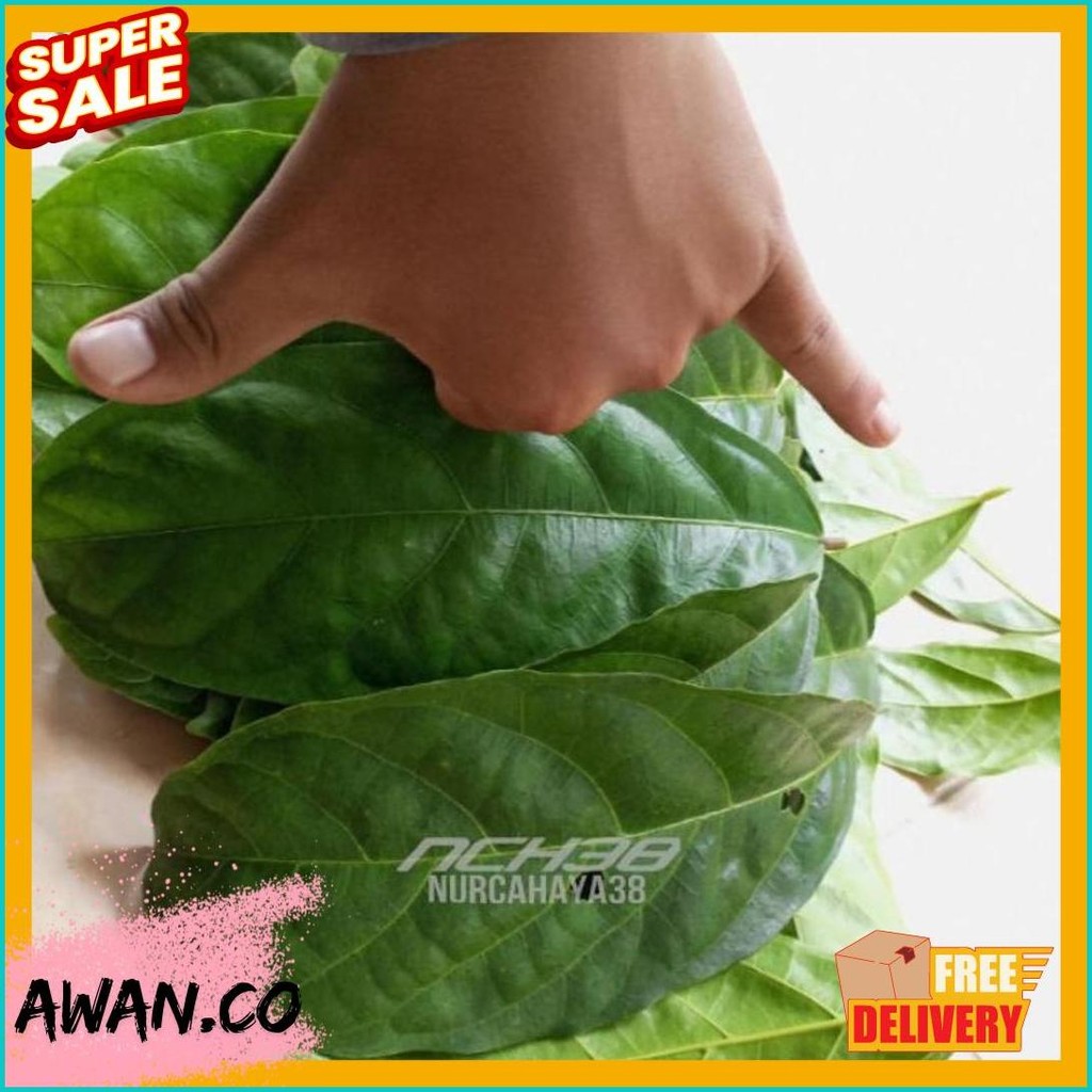 

Daun Hantap Segar | Daun Hantap Segar 50 Lembar Best Kualitas (Lagi Diskon)