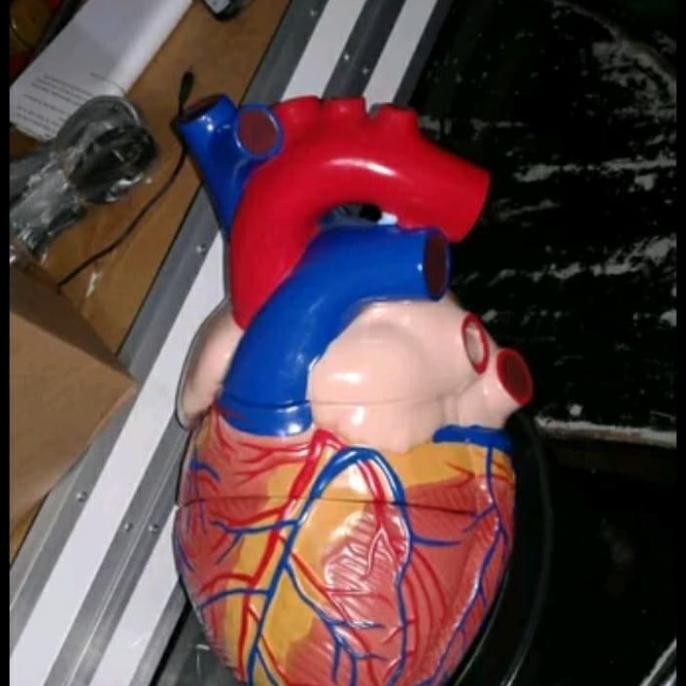 

phantom manekin alat peraga model jantung manusia import