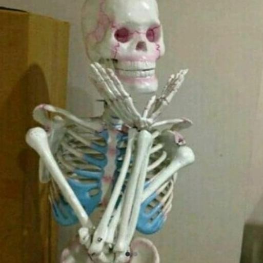 

model kerangka manusia dewasa-alat peraga pendidikan-torso 160cm