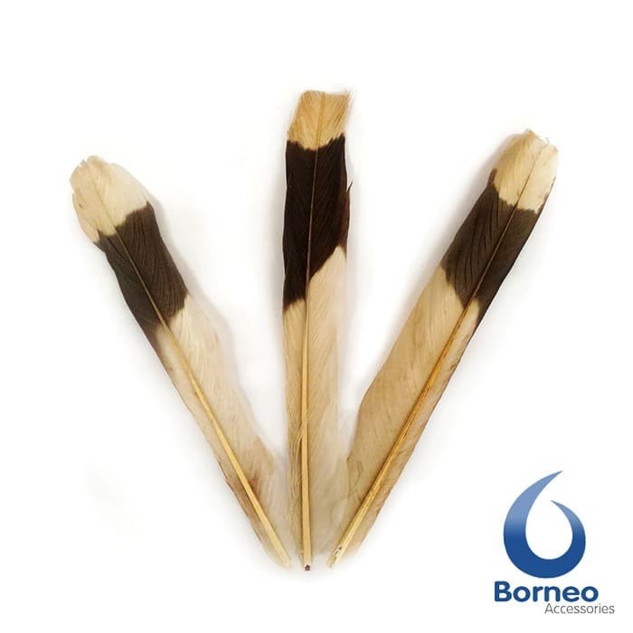 Bulu Ekor Burung Enggang Asli Kalimantan