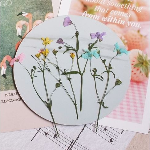 

NW75 Valerian Dried Flower - Bunga Valerian Kering (1pc) STOK TERBATAS