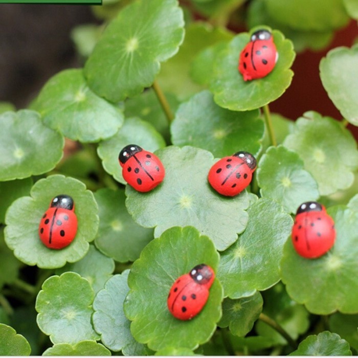 

RS372 Miniatures - Terrariums - Fairy Garden - Ladybug (10pcs) NEW