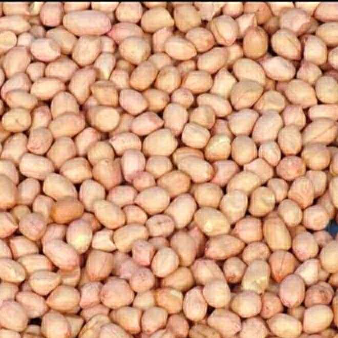 

CUCI GUDANG Kacang Tanah Mentah 1kg