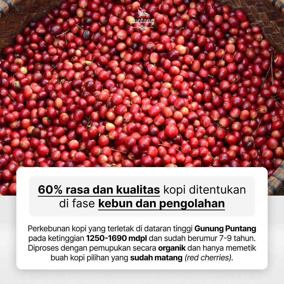 

Ready Biji Kopi Bubuk 500 Gram 50% Arabika 50% Robusta Espresso Arabica Puntang Coffee