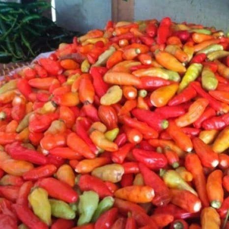 

Cabai Cabe Rawit Merah Ala Popular Red D'S Eye Chili Padi 1 Kg