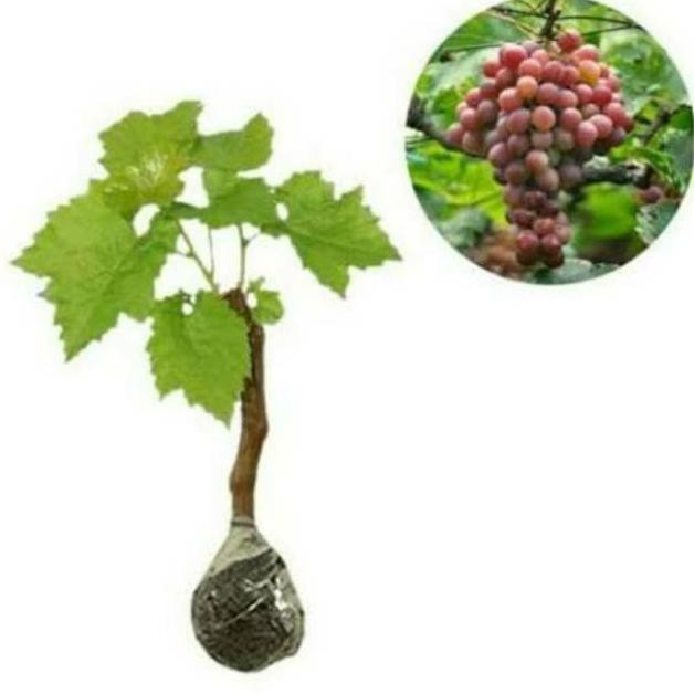 N3Ng Bibit Pohon Anggur Sudah Berbuah / Tanaman Anggur