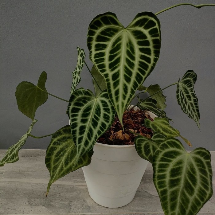 anthurium king clarinervium original