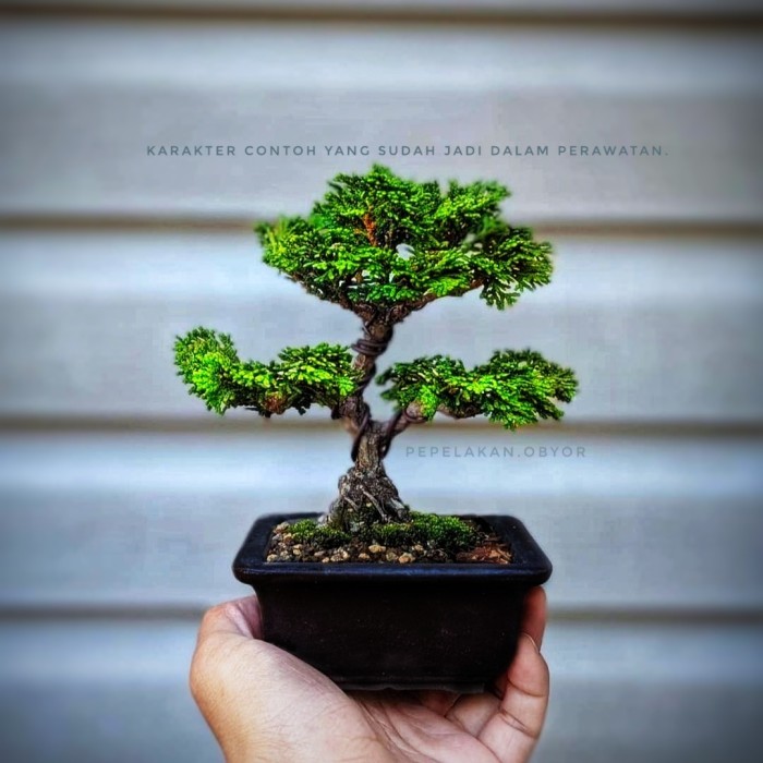 Bonsai Cemara Hinoki Sudah Jadi Tinggal Pajang + Pot