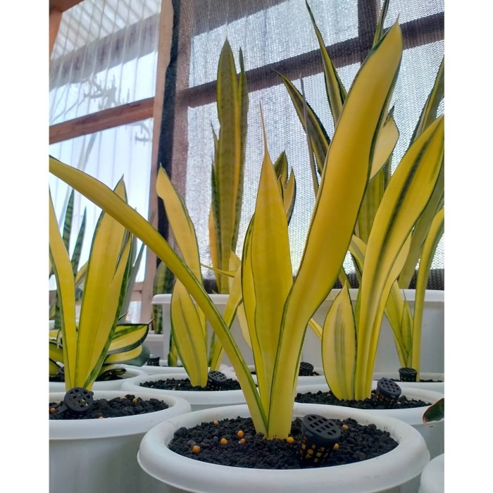 sansevieria golden banner mutasi