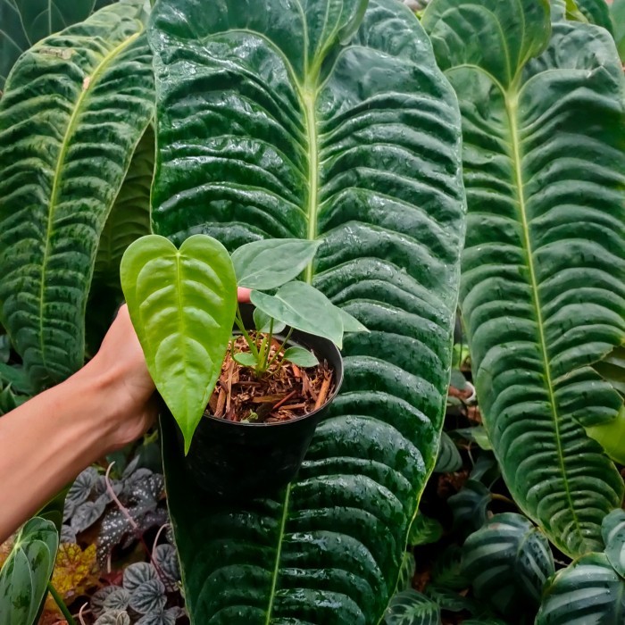 anthurium baby vietchii original