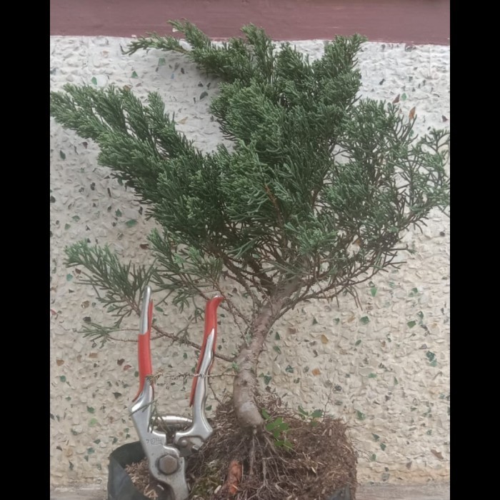 Cemara Blue Sinensis/ Sinensis Biru/ Bahan Bonsai Cemara