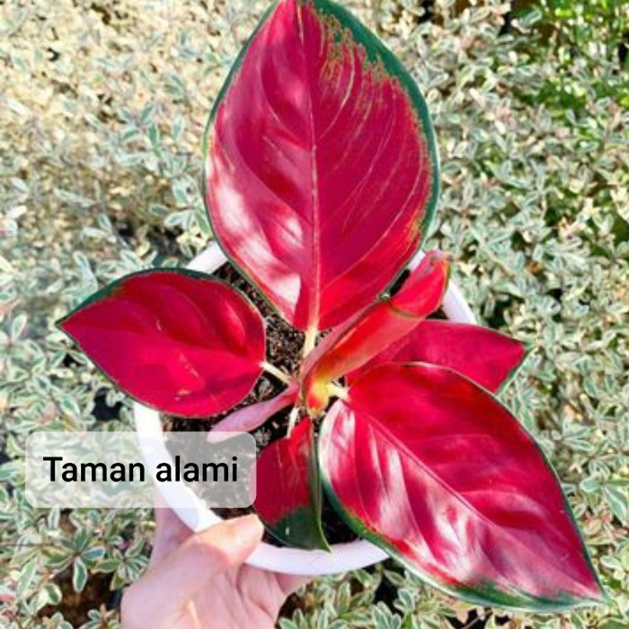 tanaman hias aglonema suksom - aglonema suksom