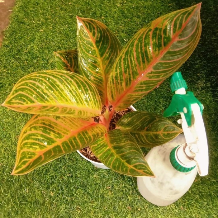 Aglonema Kresna Golden