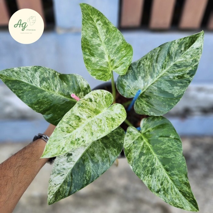 philodendron giganteum variegata