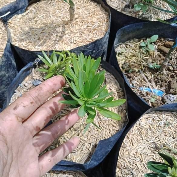 Lohansung Blue Cincuan Grafting/ Blue Cuan