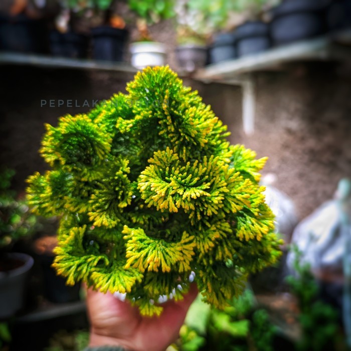 Bonsai Cemara inoki mame BEST SELLER PRODUC