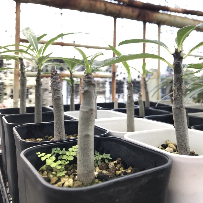 Pachypodium Rutenbergianum seedling