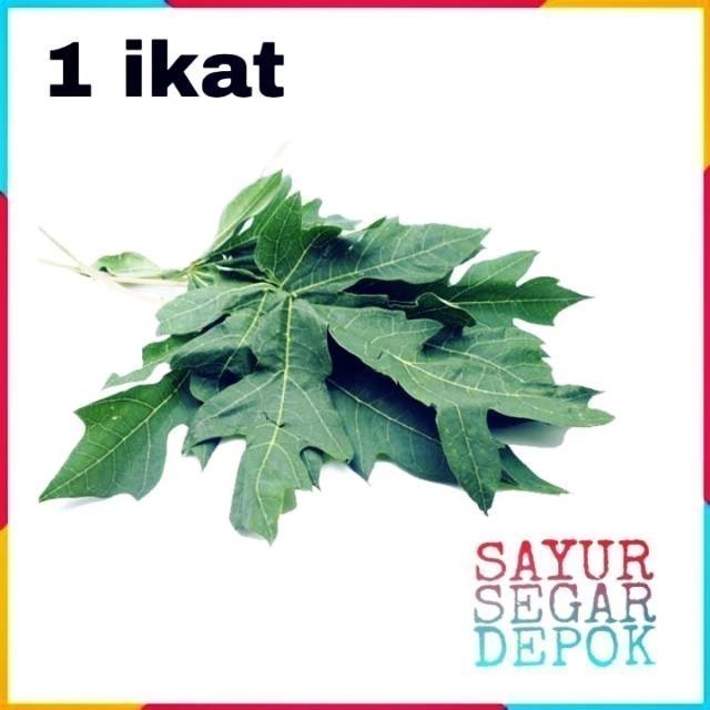 

DAUN PEPAYA