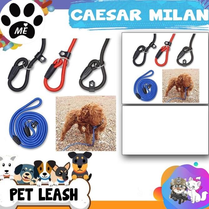 siap kirim - tali tuntun anjing cesar milan " large " tali tuntun pelatih